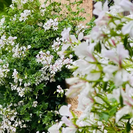 Abeille Bed and Breakfast *
